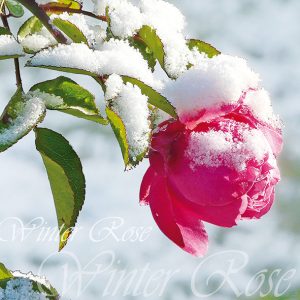 Servilleta Rosa de Invierno A626